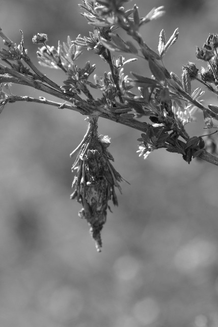 Bagworm