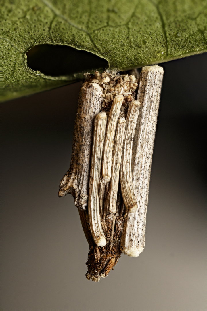 Bagworm pupa in sticks 1x Foto & Bild naturmakros
