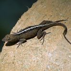 Bahamaanolis - Brown Anole (Anolis sagrei)