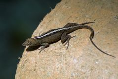 Bahamaanolis - Brown Anole (Anolis sagrei)