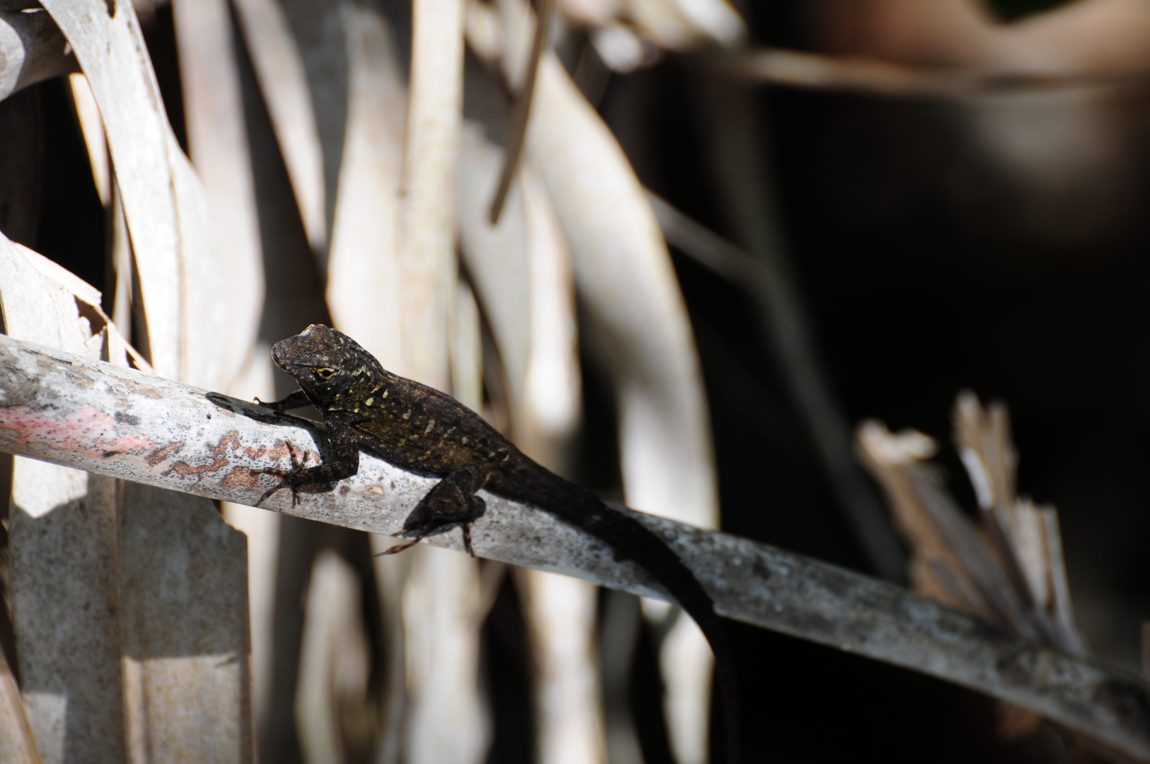 Bahamaanolis (Norops sagrei)