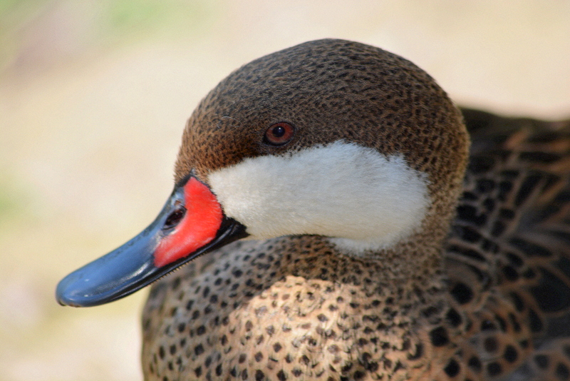 Bahamaente Foto & Bild wildlife, natur, tiere Bilder auf