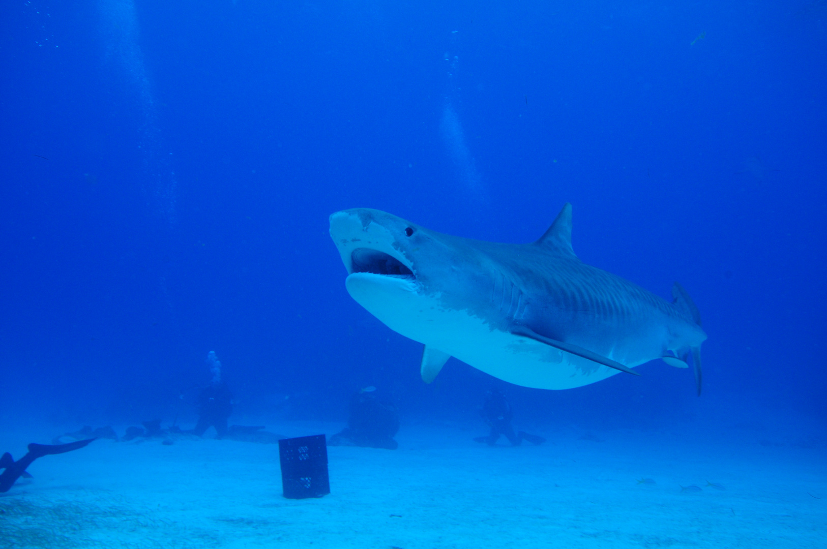 Bahamas Tiger Beach