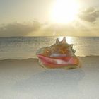 Bahamian Conc Shell