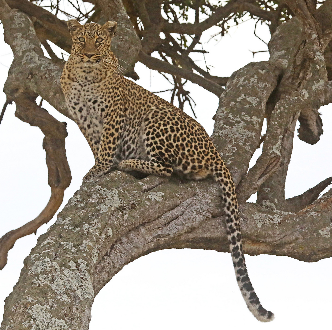 Bahati on tree