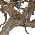 Bahati on tree