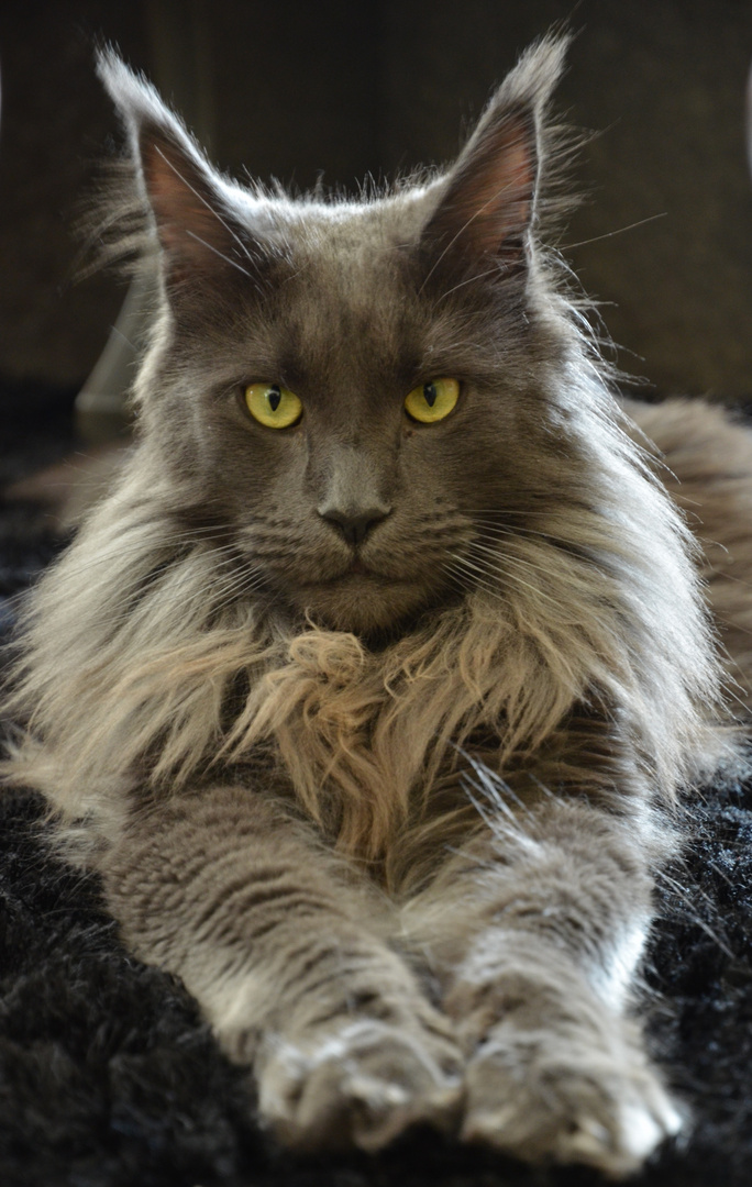 Baheera, unser Maincoon Kater