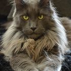 Baheera, unser Maincoon Kater