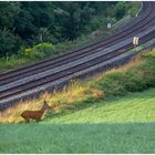 Bahn-Bock!