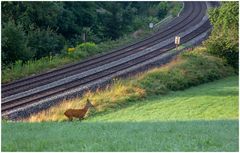 Bahn-Bock!