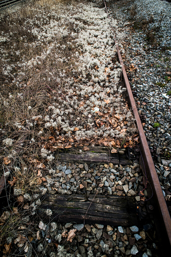 Bahnbetriebswerk - Rückeroberung durch die Natur 2