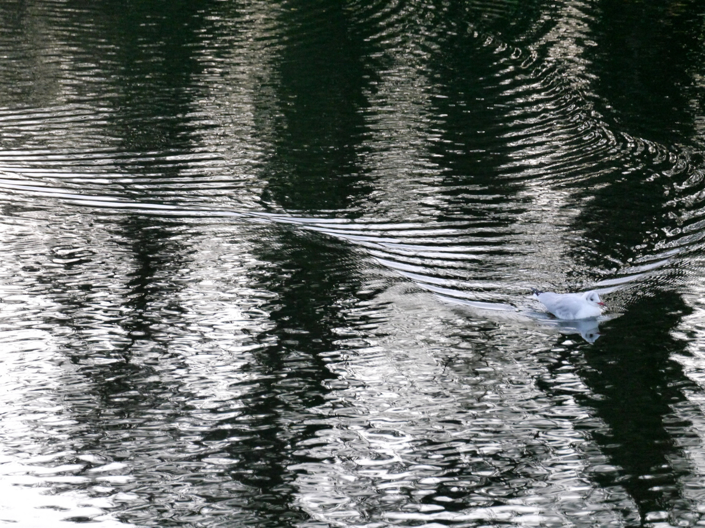 Bahnen auf den Wasser ....