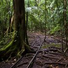 Bahnfahrt durch den Urwald