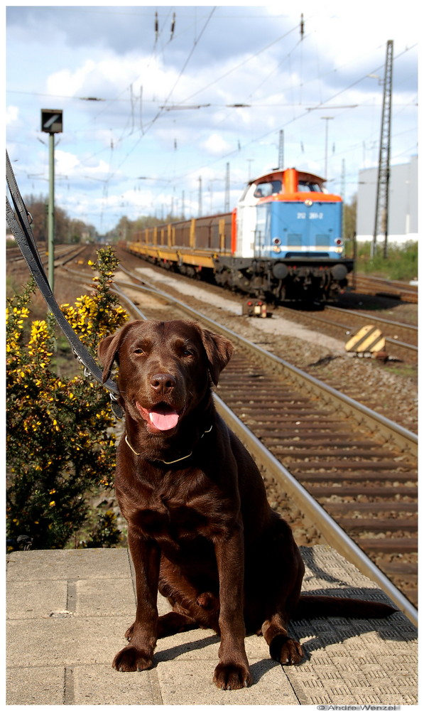 Bahnhofsaufsicht Herr Wuff