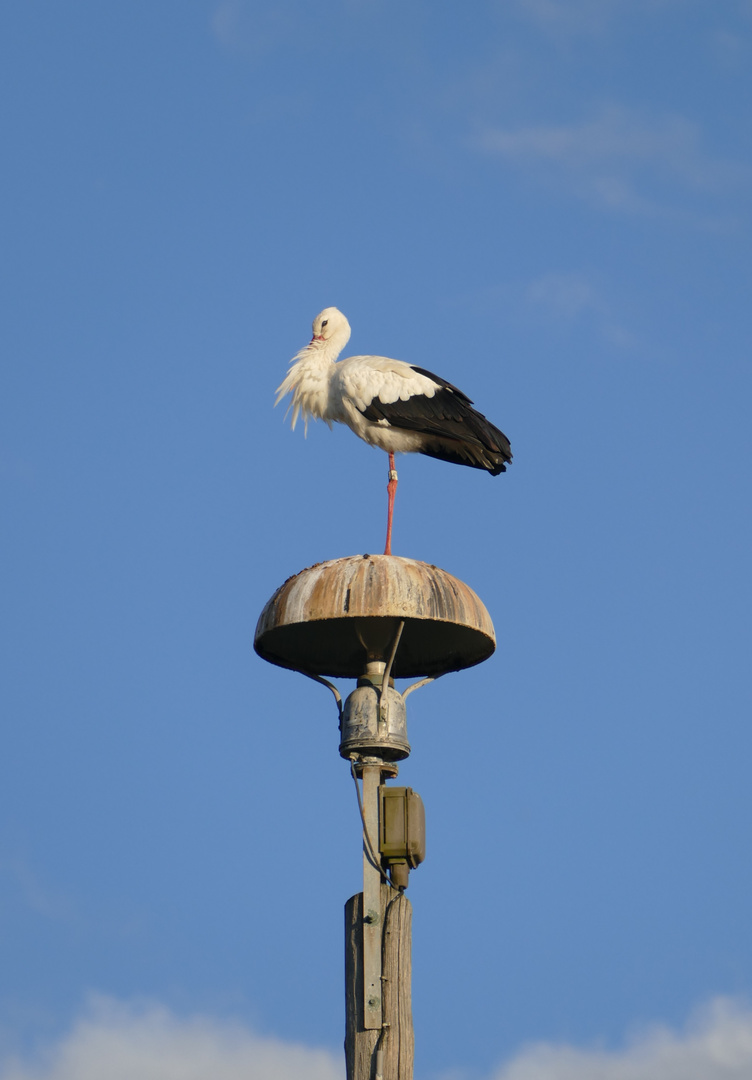 #Bahnhofsstorch#