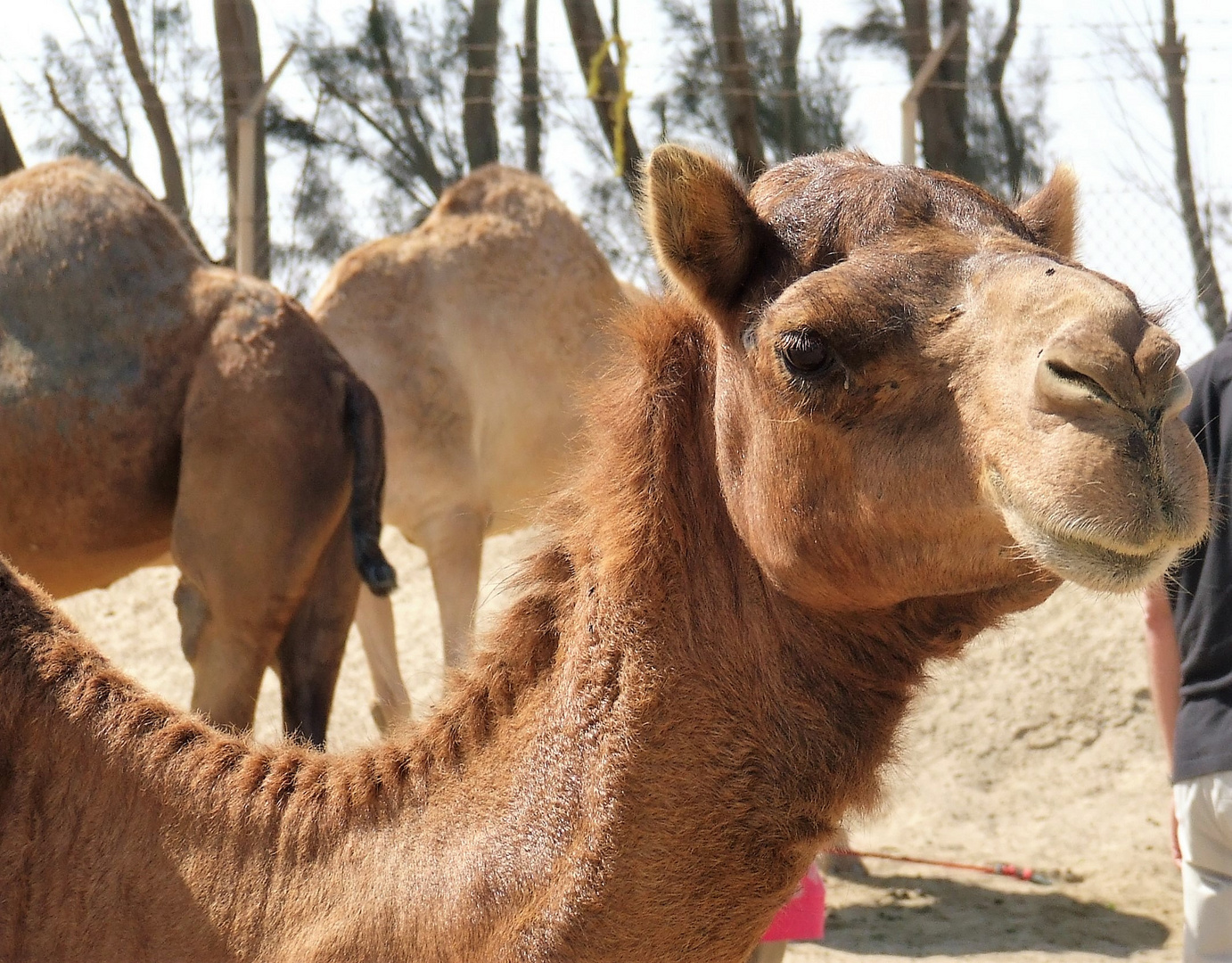 Bahrain Royal Camel Farm 