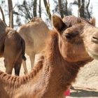 Bahrain Royal Camel Farm 