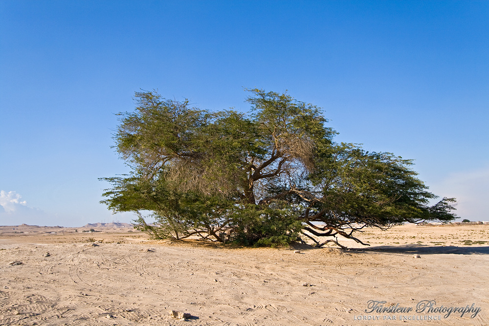 Bahrain Tree of Life #1