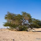 Bahrain Tree of Life #1