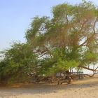 Bahrain Tree of live