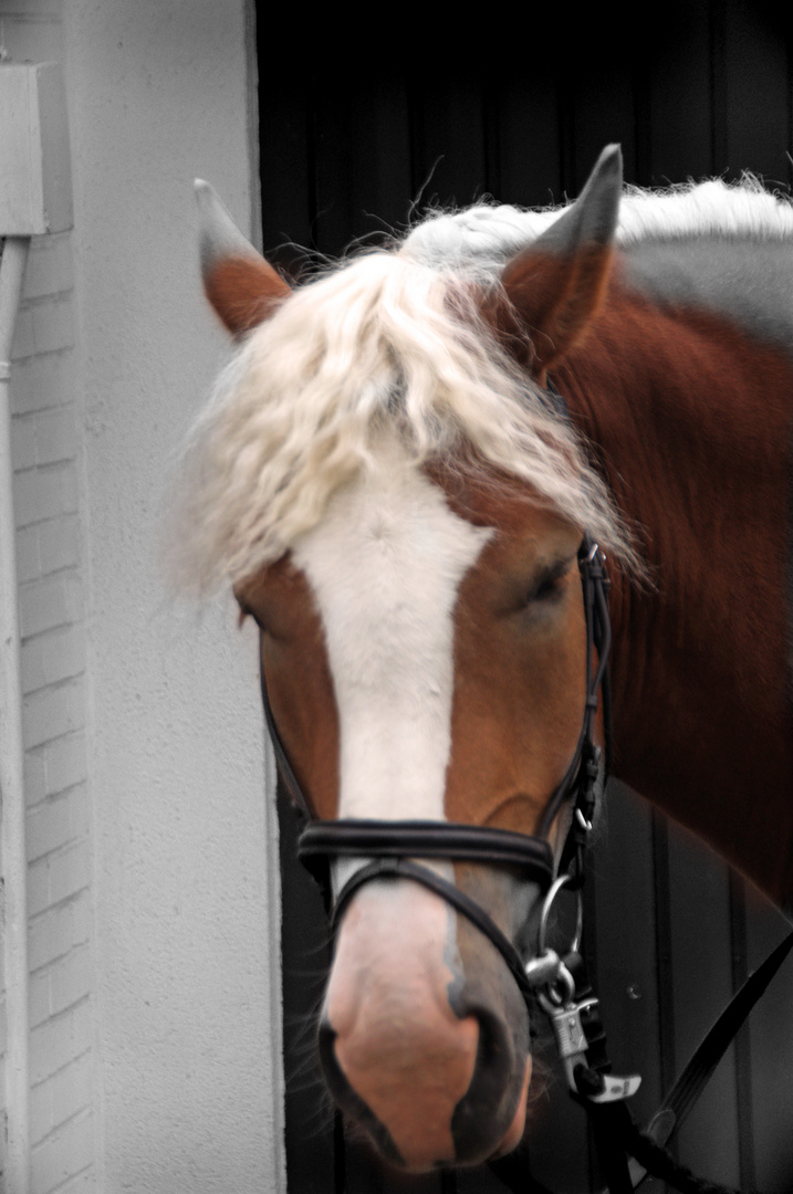 Bahrenfleth Kaltblüter Foto & Bild natur, pferde, tiere Bilder auf