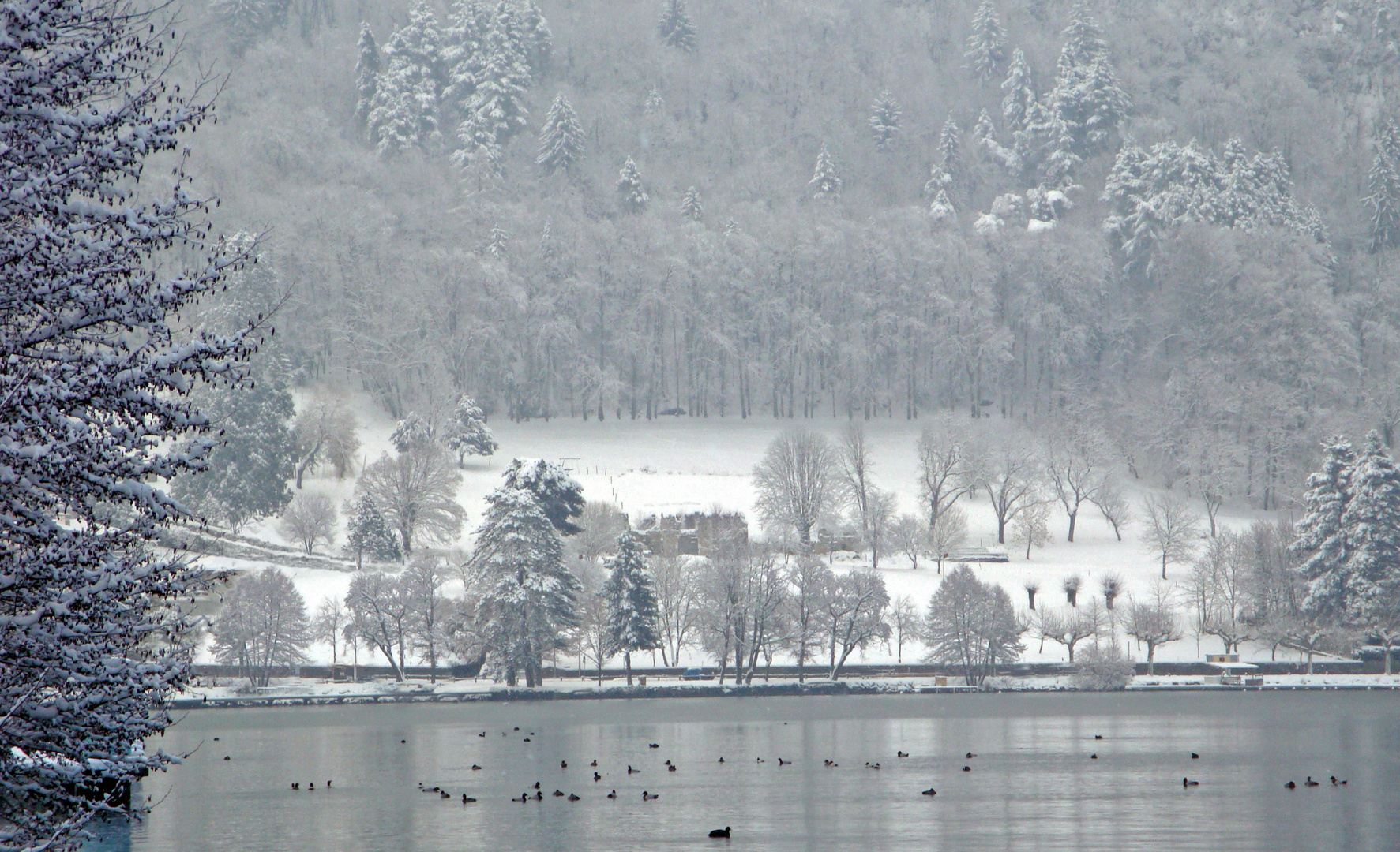 Baie d'Albigny, lac d'Annecy_DSC02165