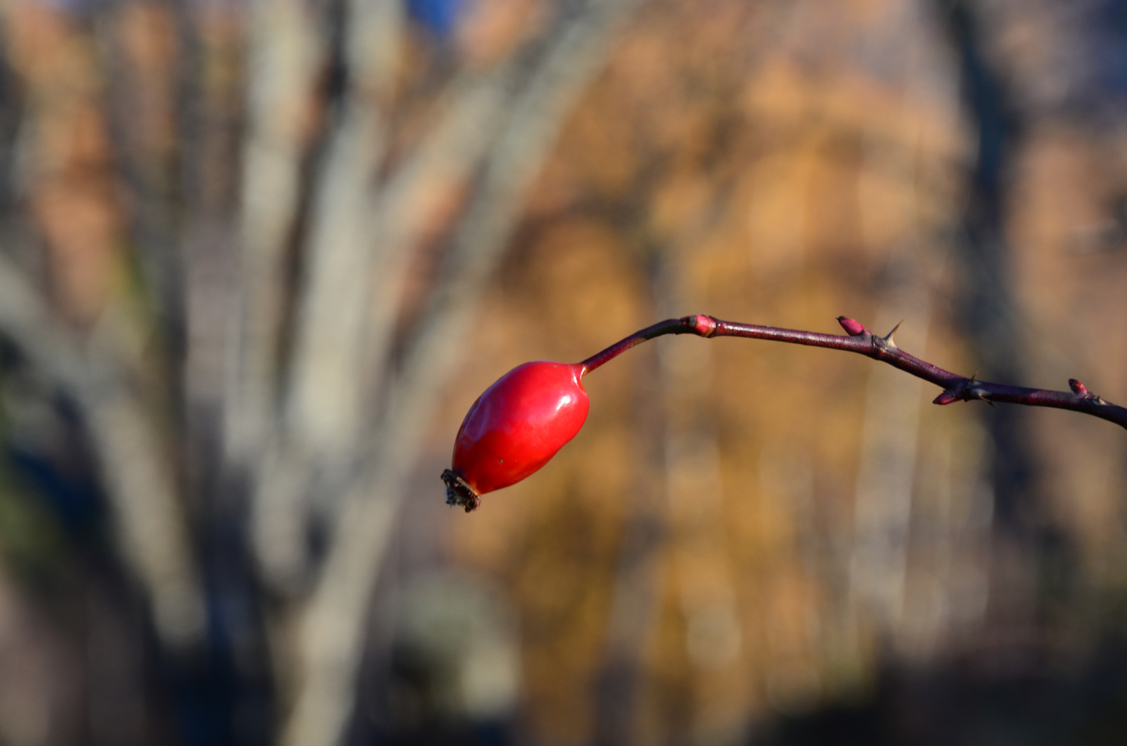 Baie d'automne