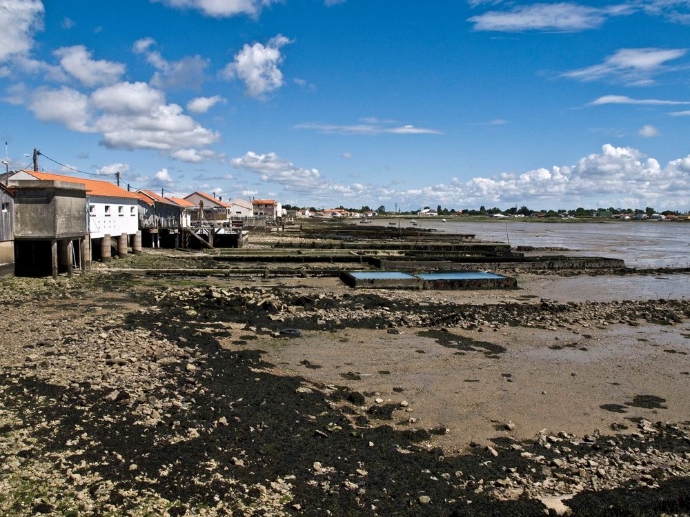 Baie de la Grognasse à marée basse  --  Bourcefranc-Le Chapus  --  Eine Bucht bei Ebbe