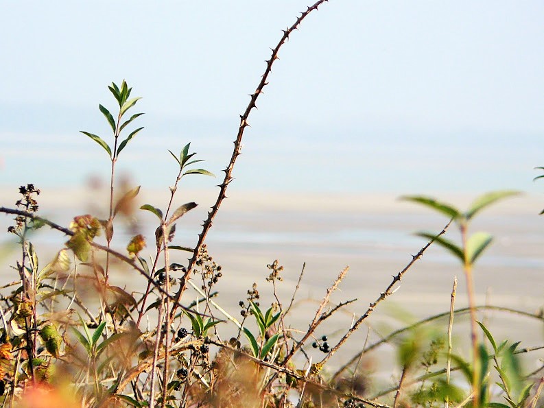 Baie de Somme