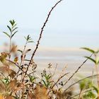 Baie de Somme