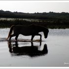 Baie de Somme