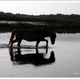 Baie de Somme