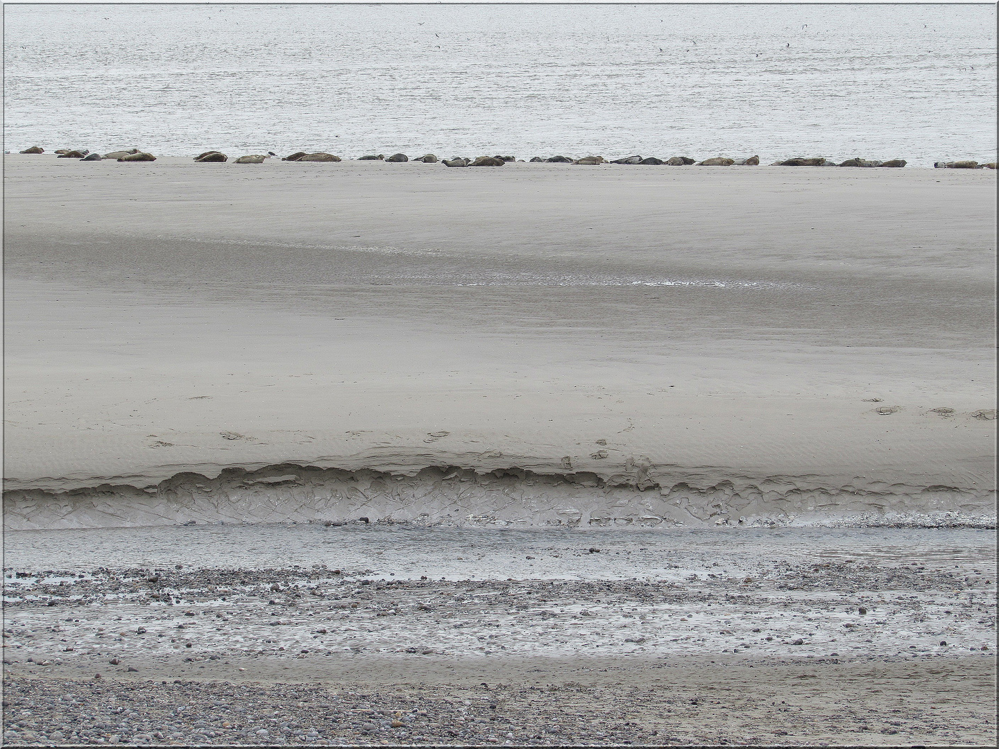 ..Baie de Somme, au Hourdel à marée basse..