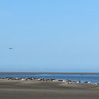 baie de Somme..colonie de phoques !!