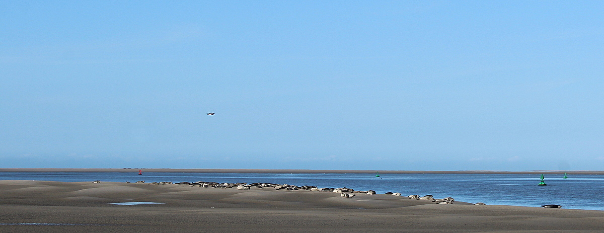 baie de Somme..colonie de phoques !!