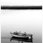 baie de Somme..les passagers clandestins..