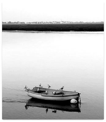 baie de Somme..les passagers clandestins..