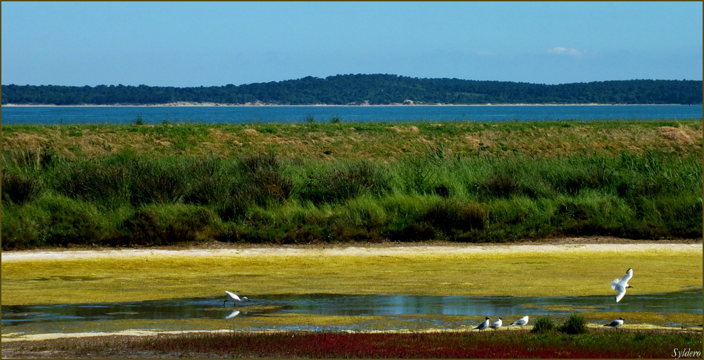 Baie de St-Trojan-Les-Bains 