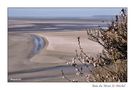 baie du Mont St-Michel de jonquille80 