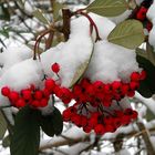 BAIE ROUGE SOUS LA NEIGE