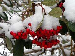 BAIE ROUGE SOUS LA NEIGE