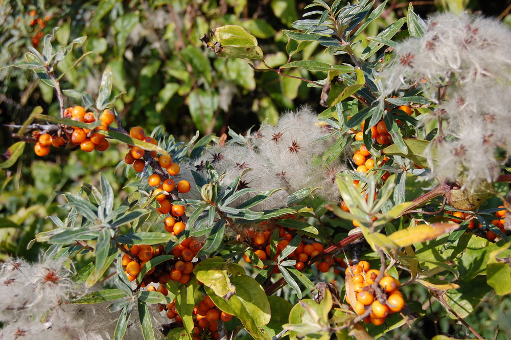 baies d'automne