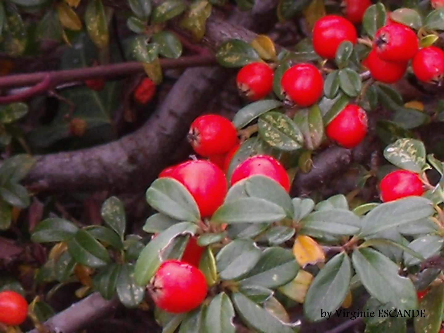 Baies d'Automne