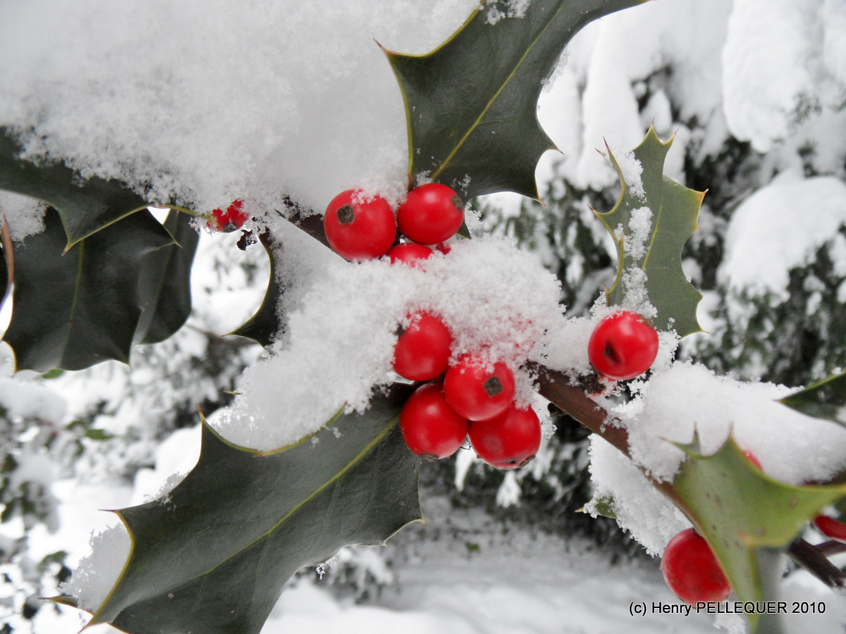 Baies de houx sur lit de neige