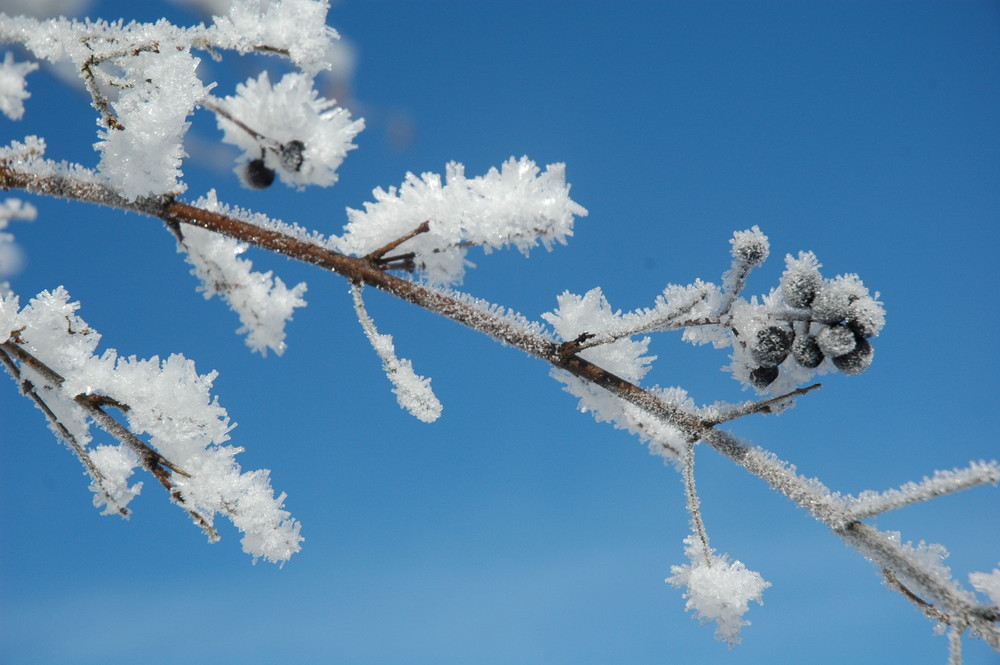 baies de troene commun sous la neige