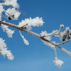 baies de troene commun sous la neige