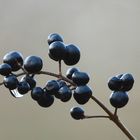 Baies Noires et Goutte d'Eau