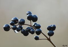 Baies Noires et Goutte d'Eau