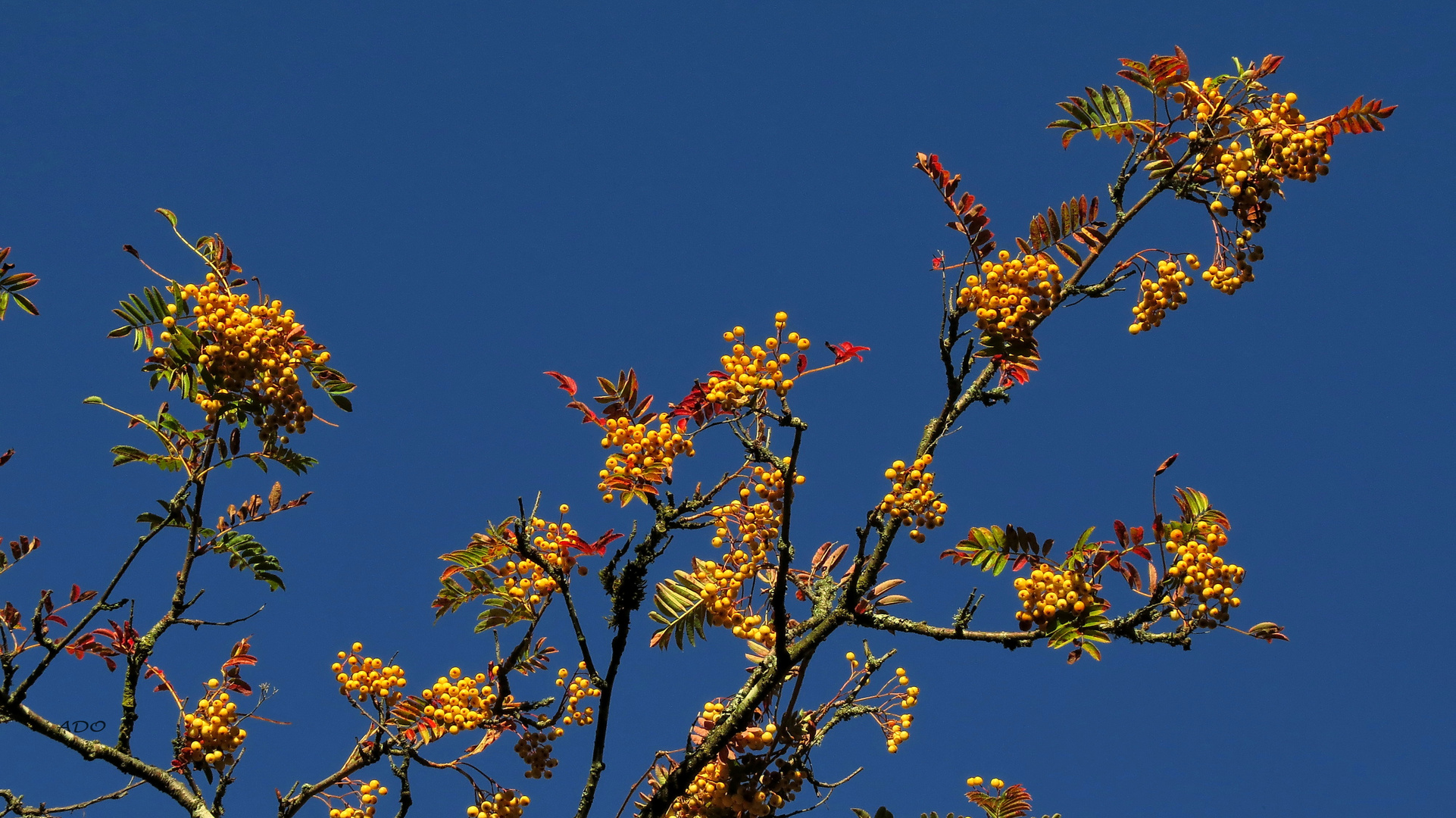 baies pour les oiseaux (2)