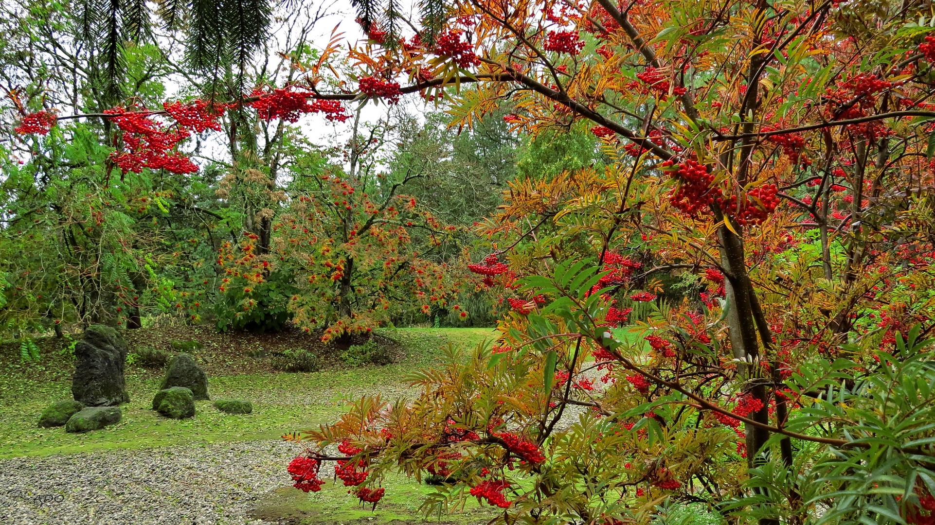 baies pour les oiseaux